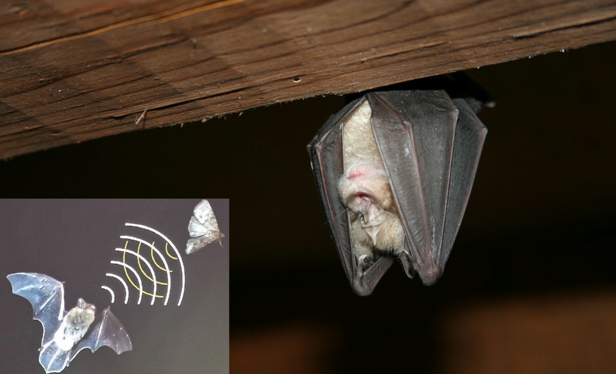 La notte del pipistrello